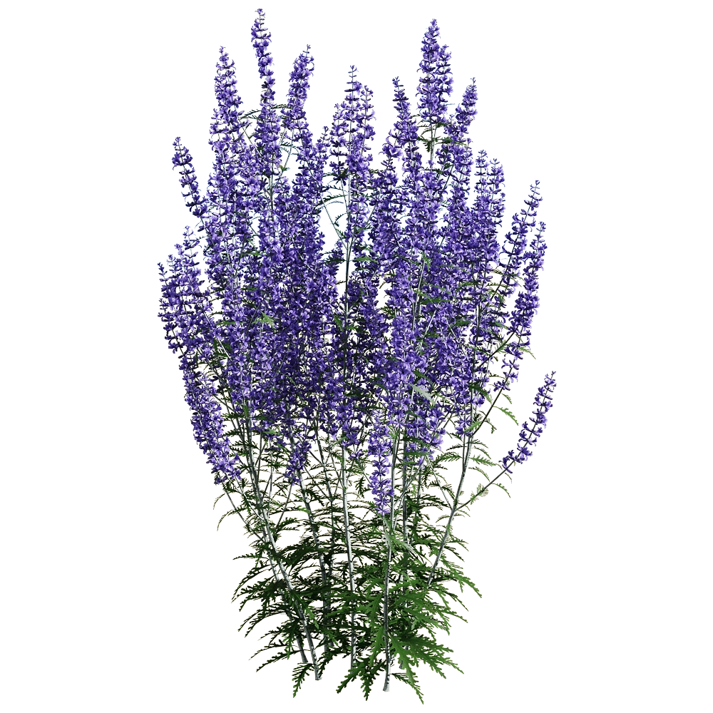 decoration – Perovskia atriplicifolia 5 3D Model decoration – Perovskia atriplicifolia 5 3D Model