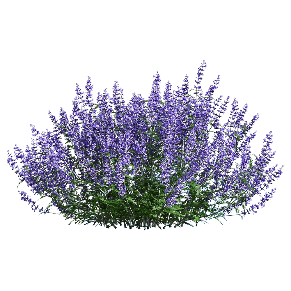 decoration – Perovskia atriplicifolia 6 3D Model decoration – Perovskia atriplicifolia 6 3D Model