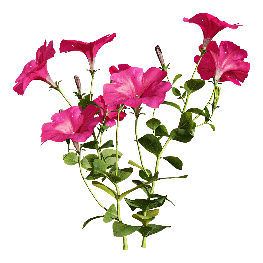 decoration – Petunia hybrida Vilm 1 3D Model decoration – Petunia hybrida Vilm 1 3D Model
