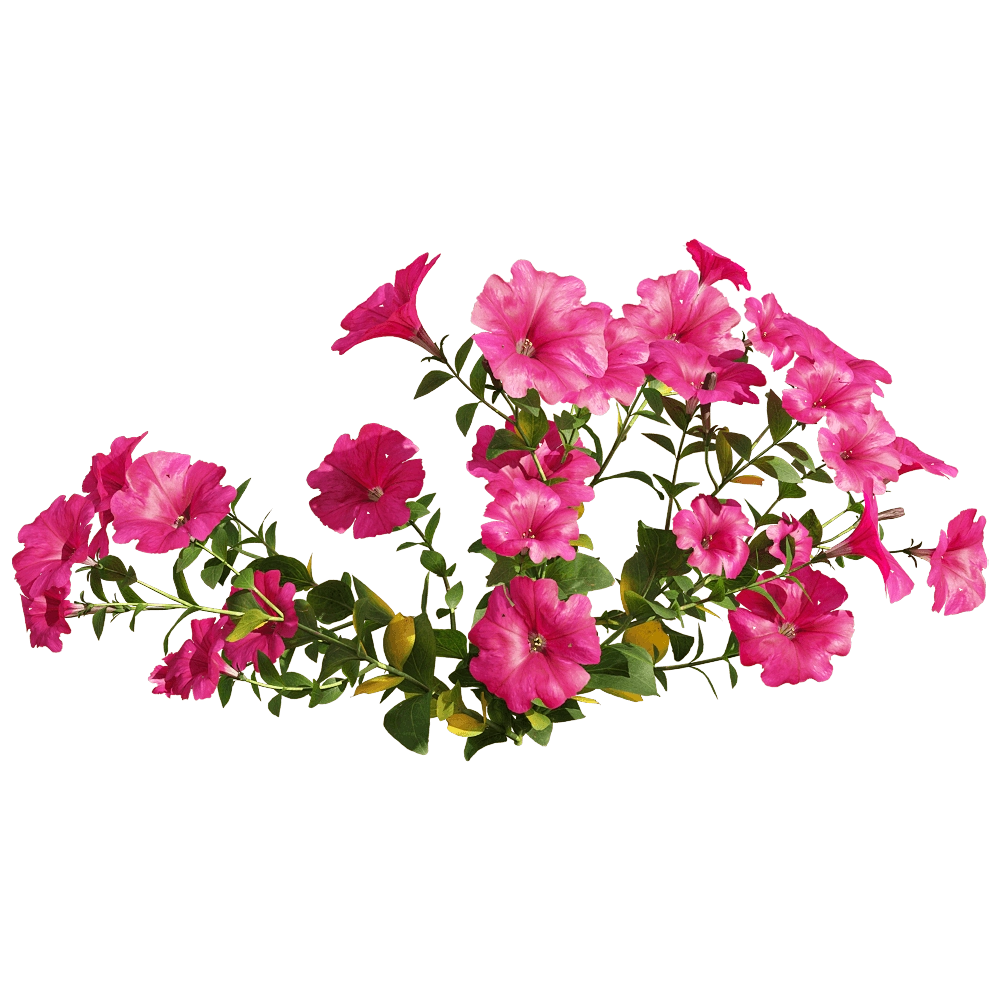 decoration – Petunia hybrida Vilm 2 3D Model decoration – Petunia hybrida Vilm 2 3D Model