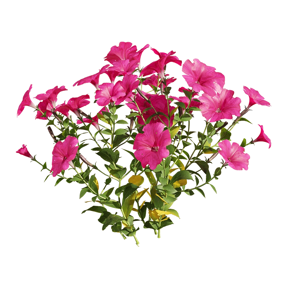 decoration – Petunia hybrida Vilm 3 3D Model decoration – Petunia hybrida Vilm 3 3D Model