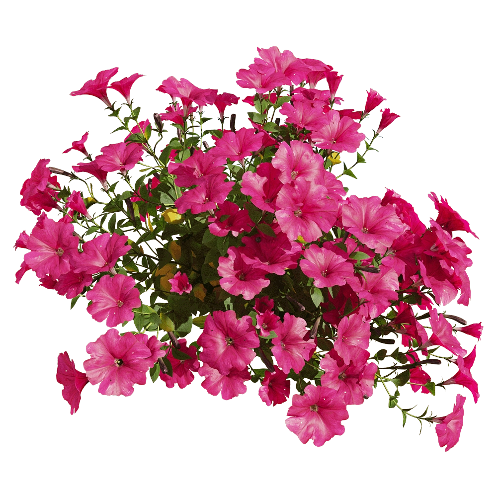 decoration – Petunia hybrida Vilm 4 3D Model decoration – Petunia hybrida Vilm 4 3D Model