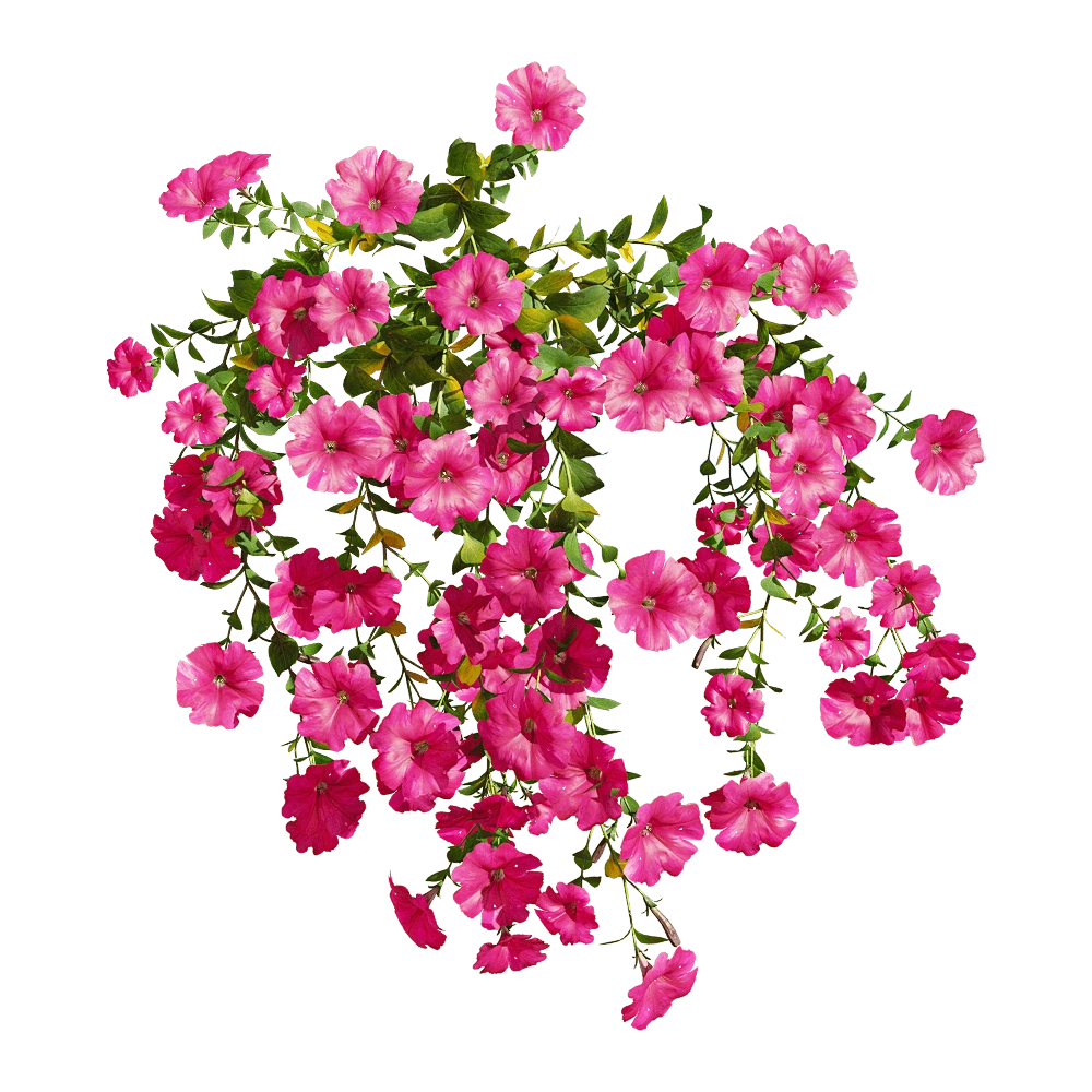 decoration – Petunia hybrida Vilm 5 3D Model decoration – Petunia hybrida Vilm 5 3D Model