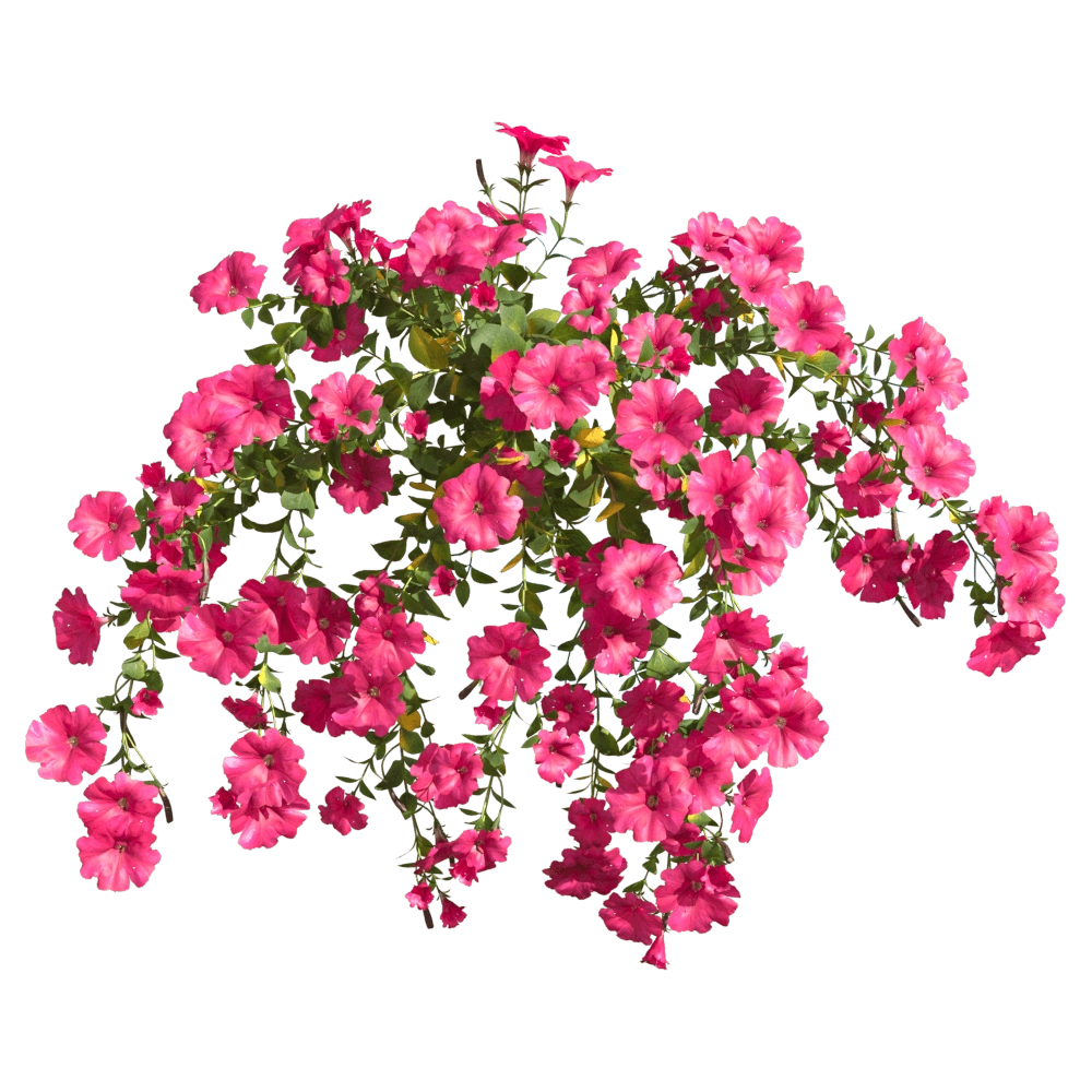decoration – Petunia hybrida Vilm 6 3D Model decoration – Petunia hybrida Vilm 6 3D Model
