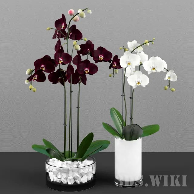 decoration – Phalaenopsis orchid set 3D Model