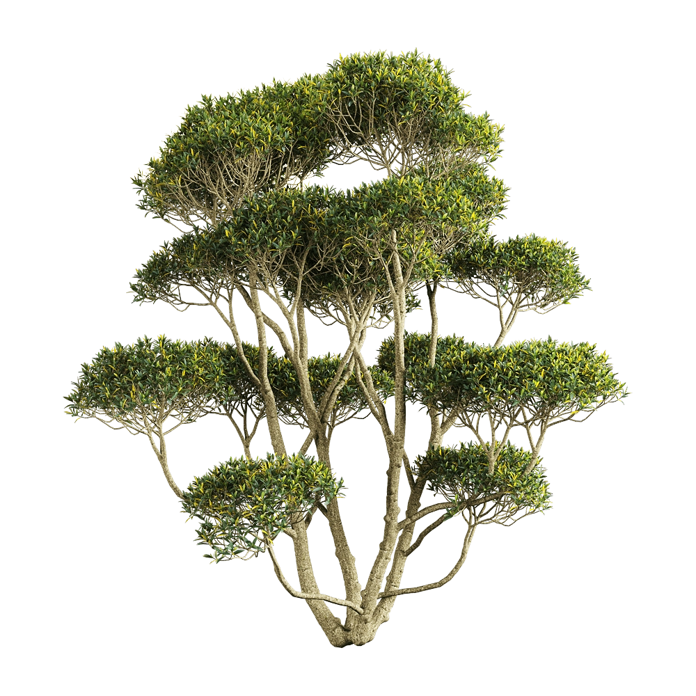 decoration – Phillyrea angustifolia 1 3D Model