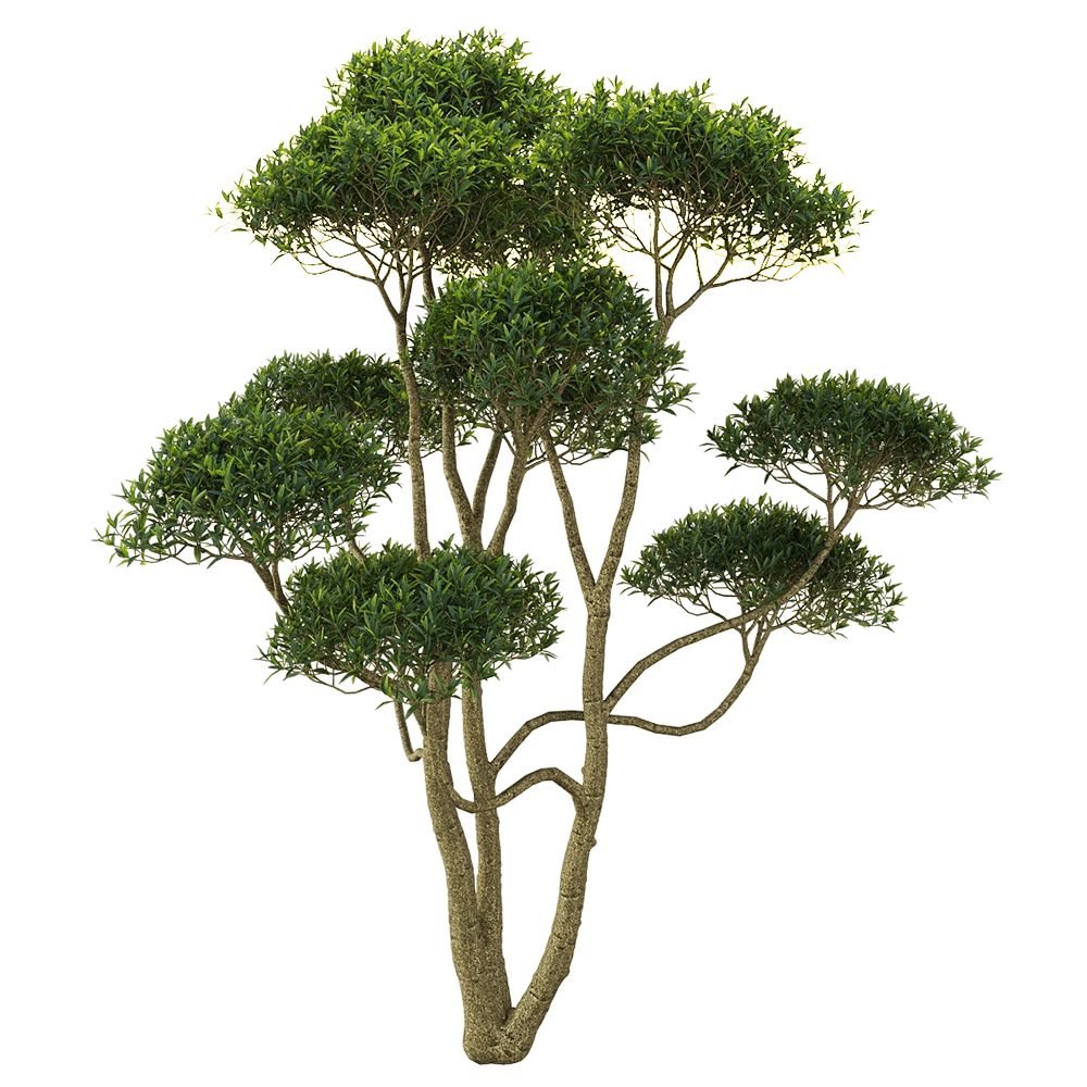 decoration – Phillyrea angustifolia 2 3D Model