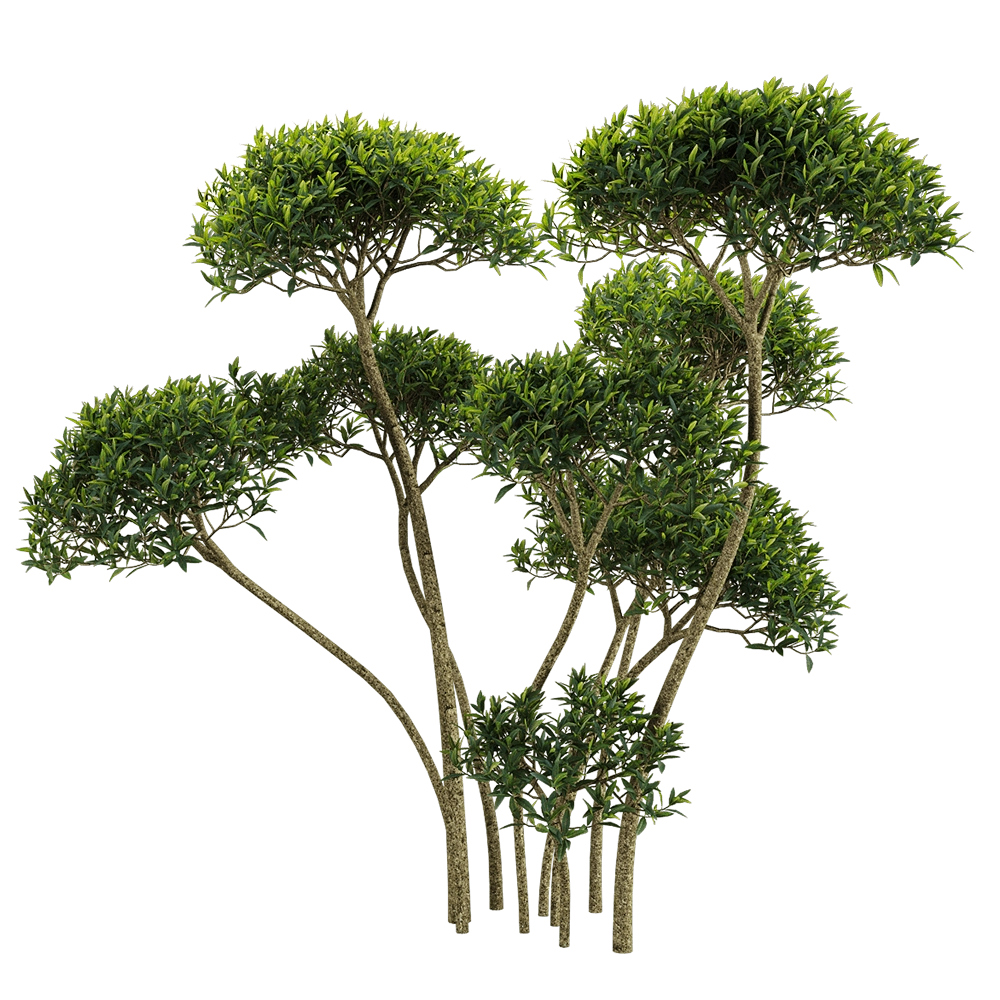 decoration – Phillyrea angustifolia 3 3D Model