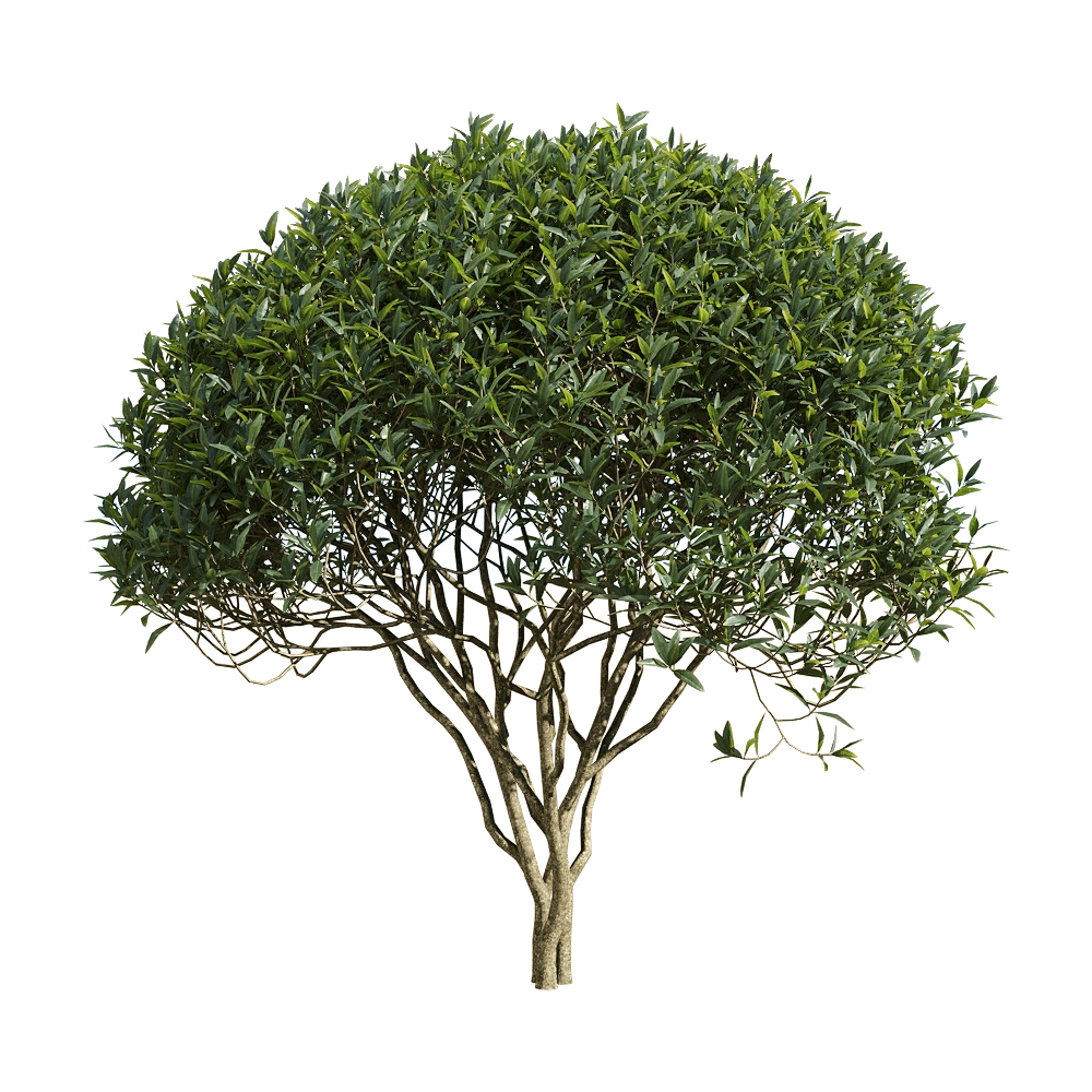 decoration – Phillyrea angustifolia 4 3D Model