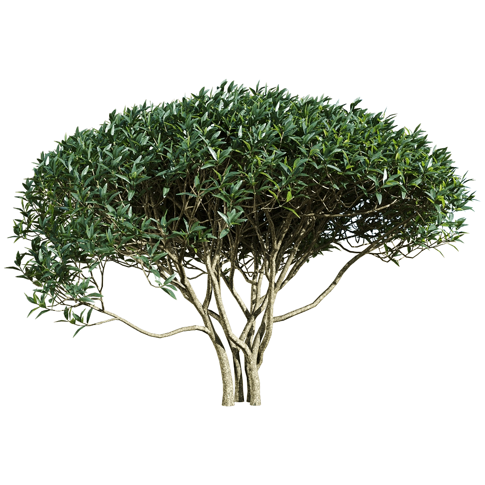 decoration – Phillyrea angustifolia 5 3D Model decoration – Phillyrea angustifolia 5 3D Model