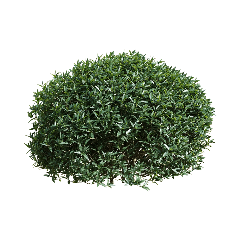decoration – Phillyrea angustifolia 6 3D Model decoration – Phillyrea angustifolia 6 3D Model