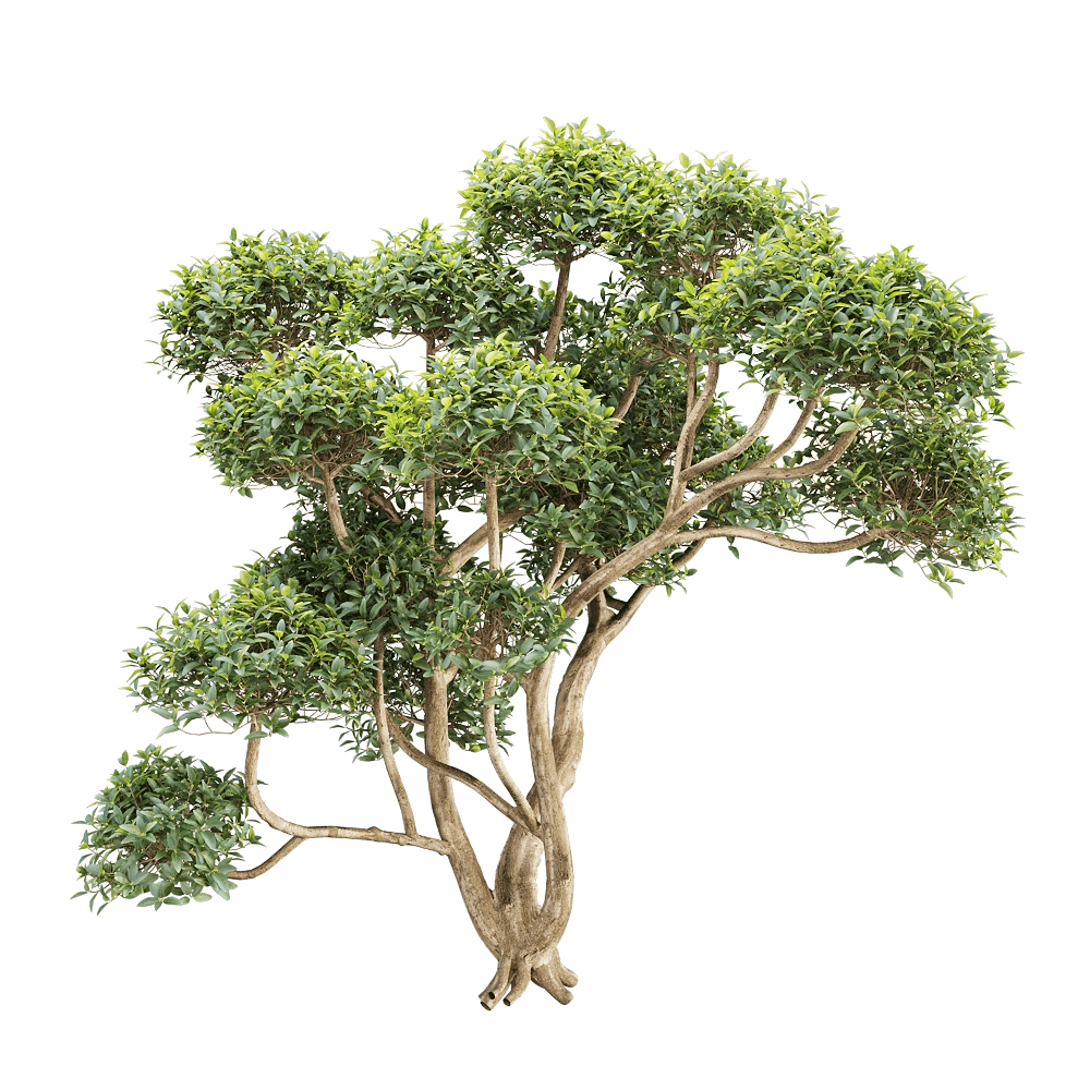decoration – Phillyrea latifolia 1 3D Model