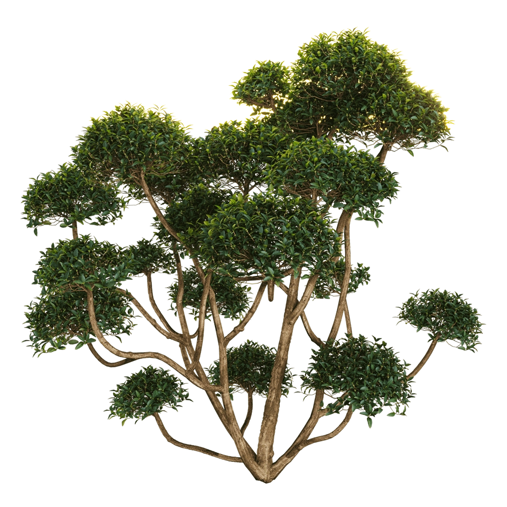 decoration – Phillyrea latifolia 2 3D Model