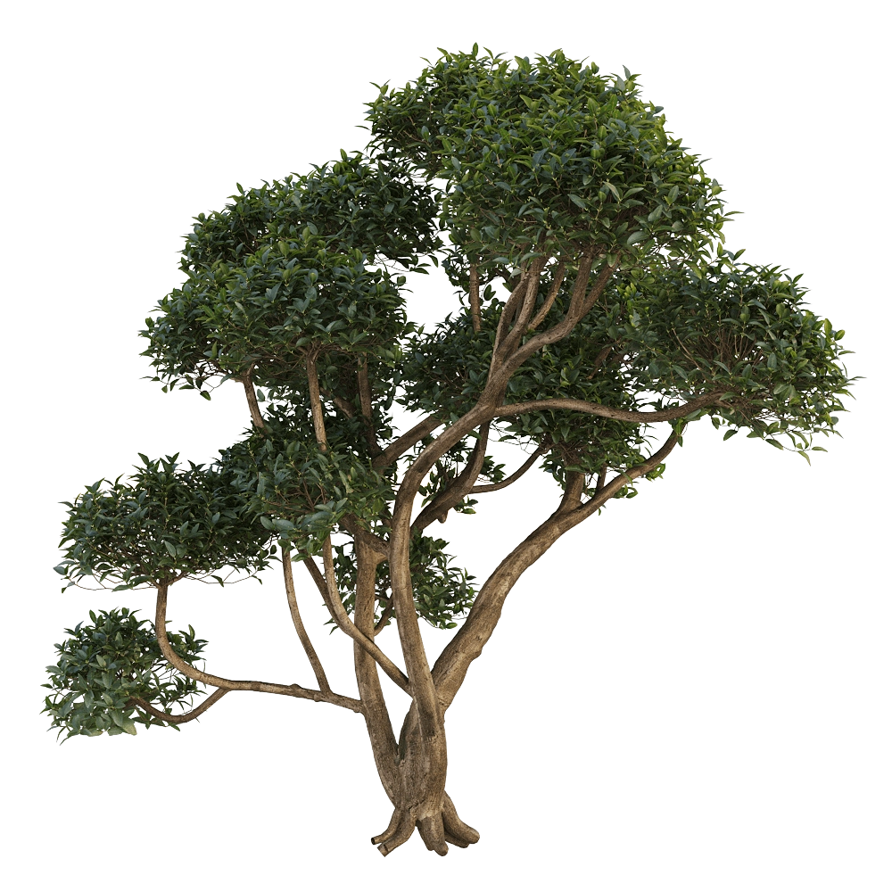 decoration – Phillyrea latifolia 3 3D Model