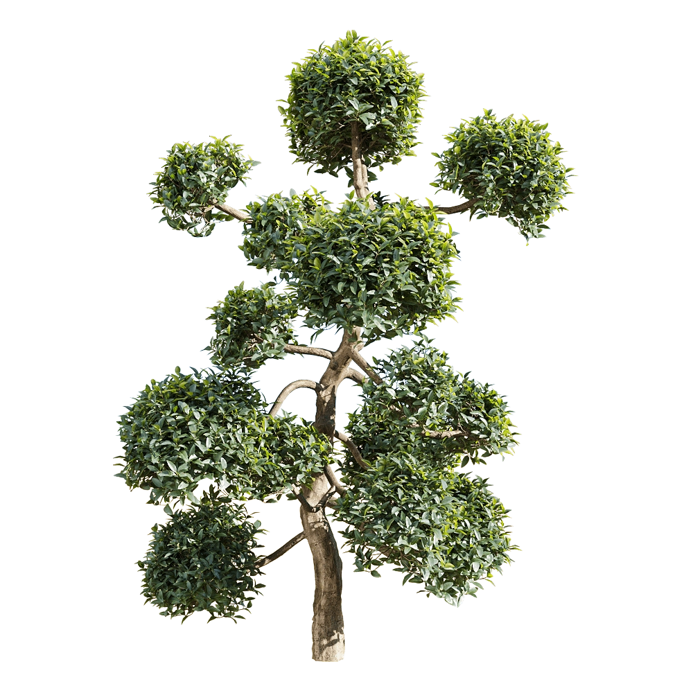 decoration – Phillyrea latifolia 4 3D Model