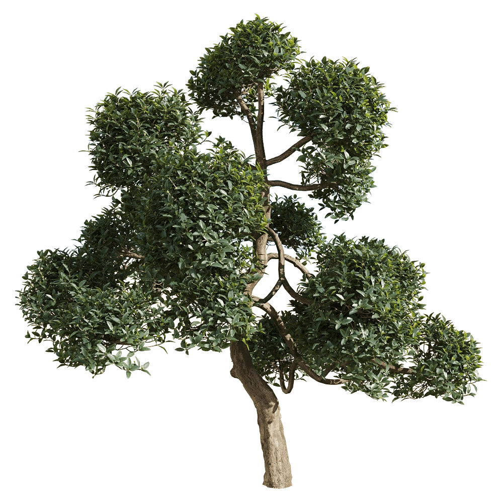 decoration – Phillyrea latifolia 5 3D Model
