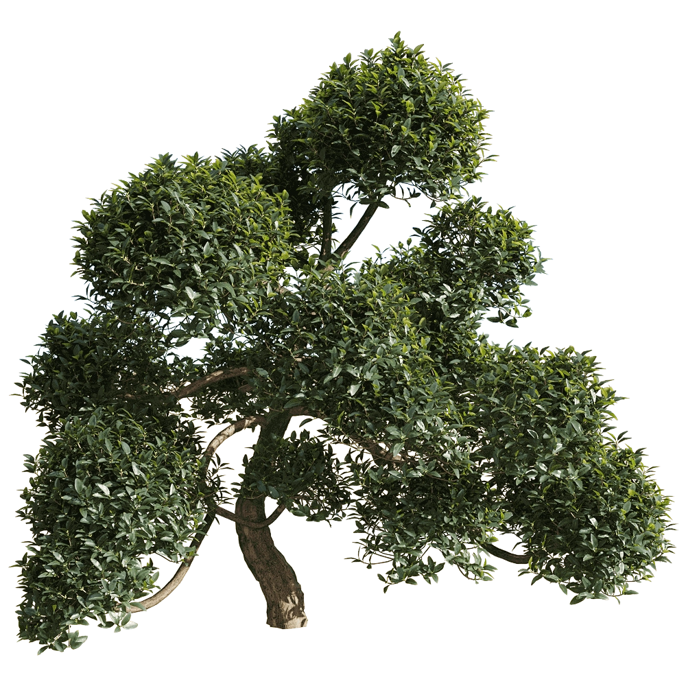 decoration – Phillyrea latifolia 6 3D Model