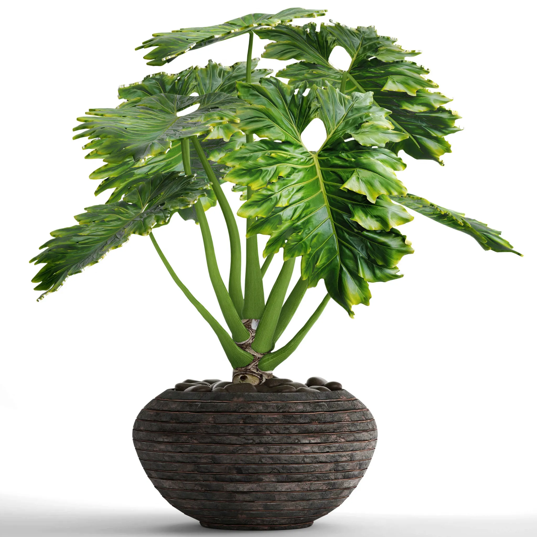 decoration – Philodendron 2 3D Model decoration – Philodendron 2 3D Model