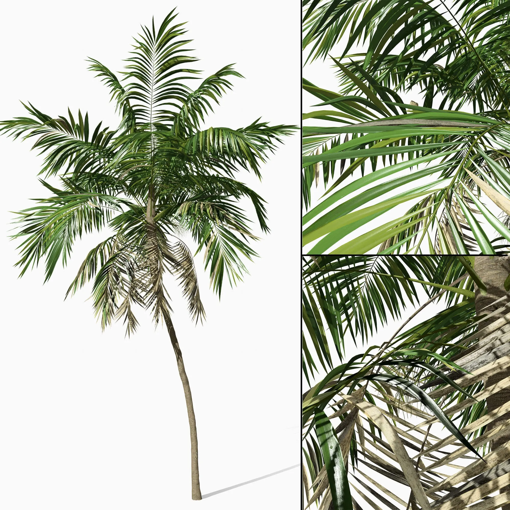 decoration – Phoenix 01 3D Model decoration – Phoenix 01 3D Model