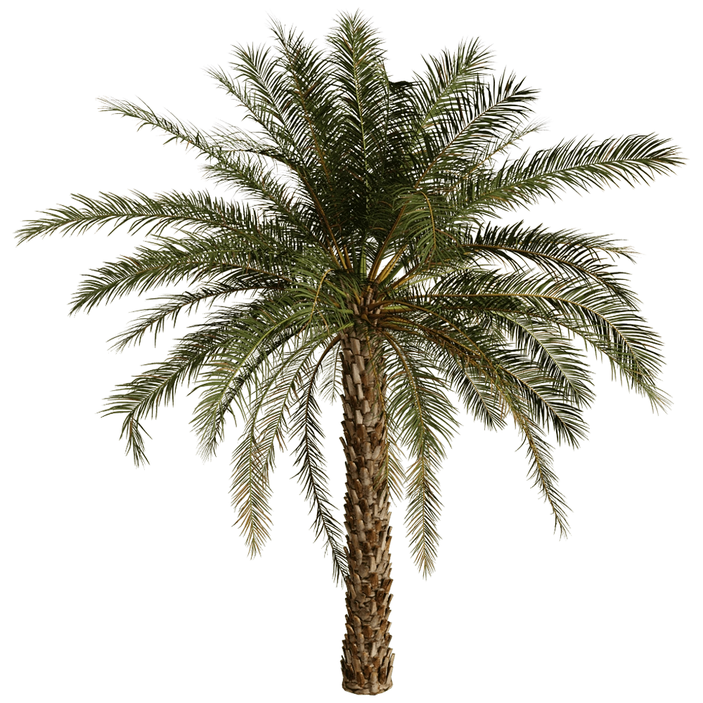 decoration – Phoenix Dactylifera 01 01 3D Model