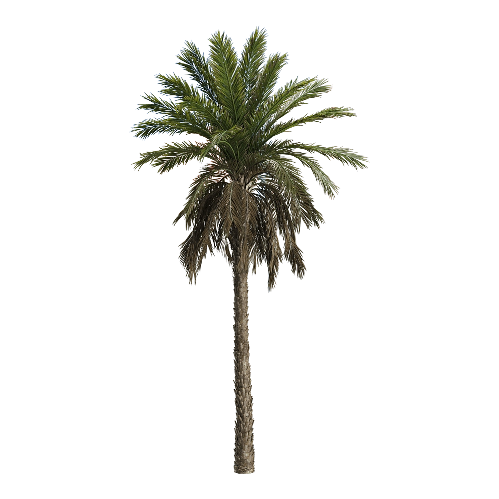 decoration – Phoenix dactylifera 1 3D Model decoration – Phoenix dactylifera 1 3D Model