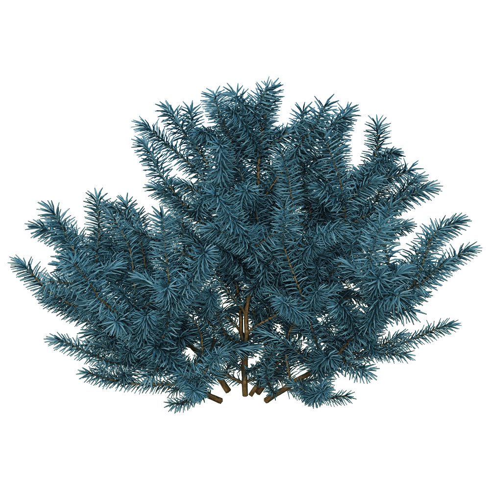 decoration – Picea pungens 01 02 3D Model