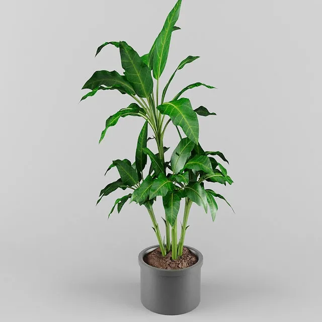 decoration – Plant 0563 3D Model