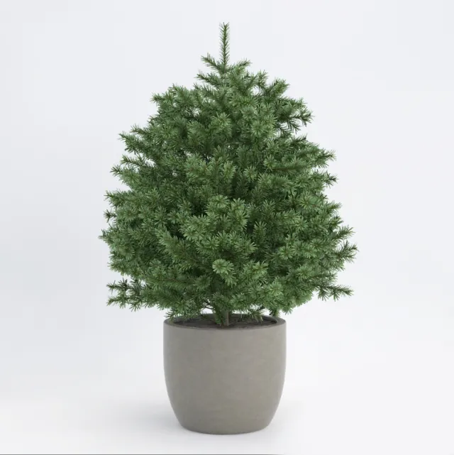 decoration – Plant 058 3D Model