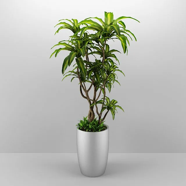decoration – Plant 2 3D Model