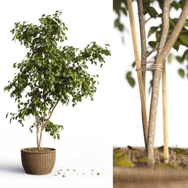 decoration – Plant 3D Model
