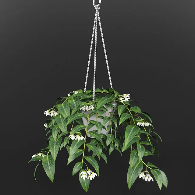 decoration – plant 3D Model decoration – plant 3D Model