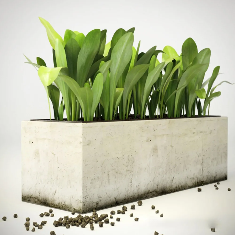 decoration – Plant 3D Model