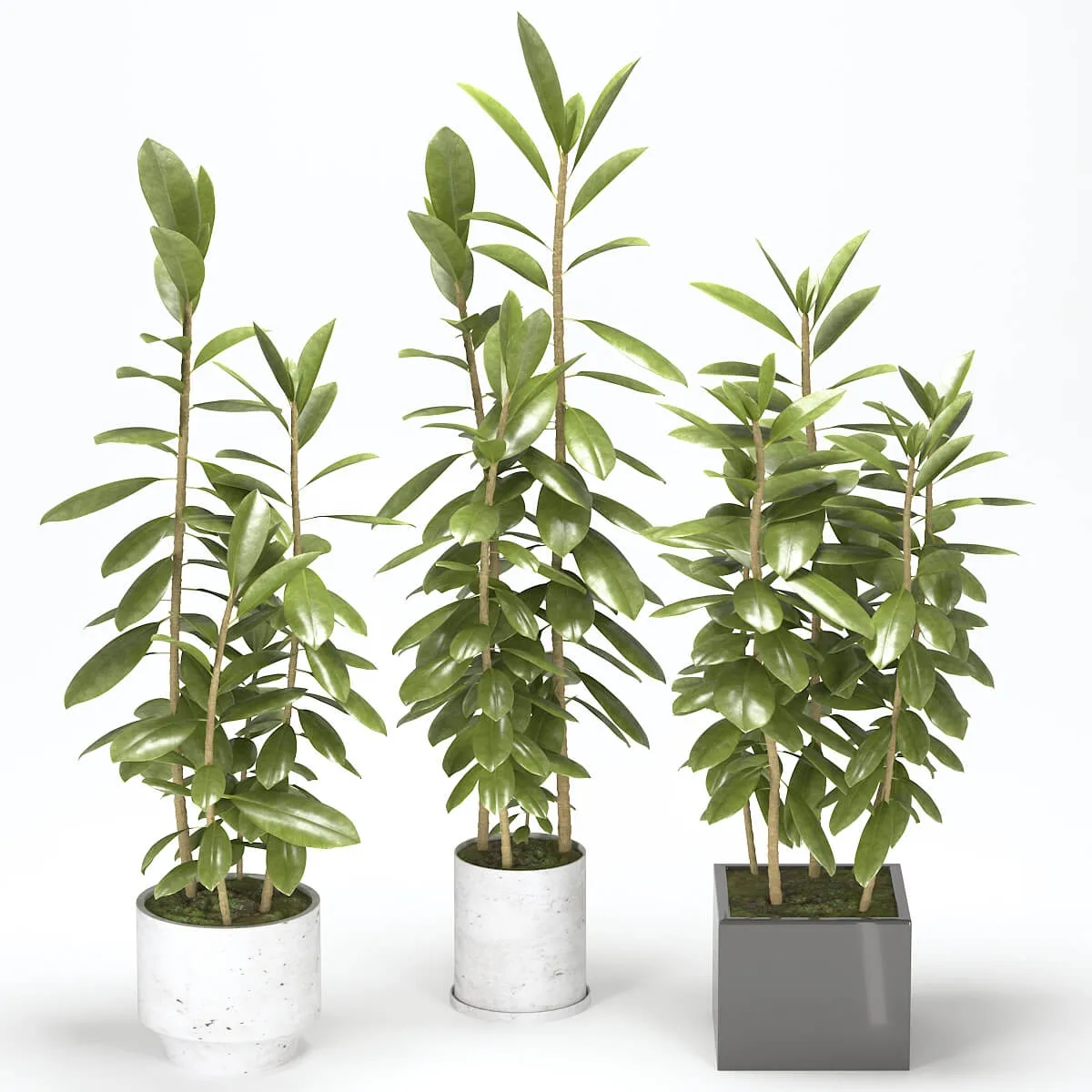 decoration – Plant 40 3D Model decoration – Plant 40 3D Model