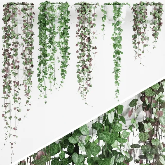 decoration – Plant Ceropegia 3D Model