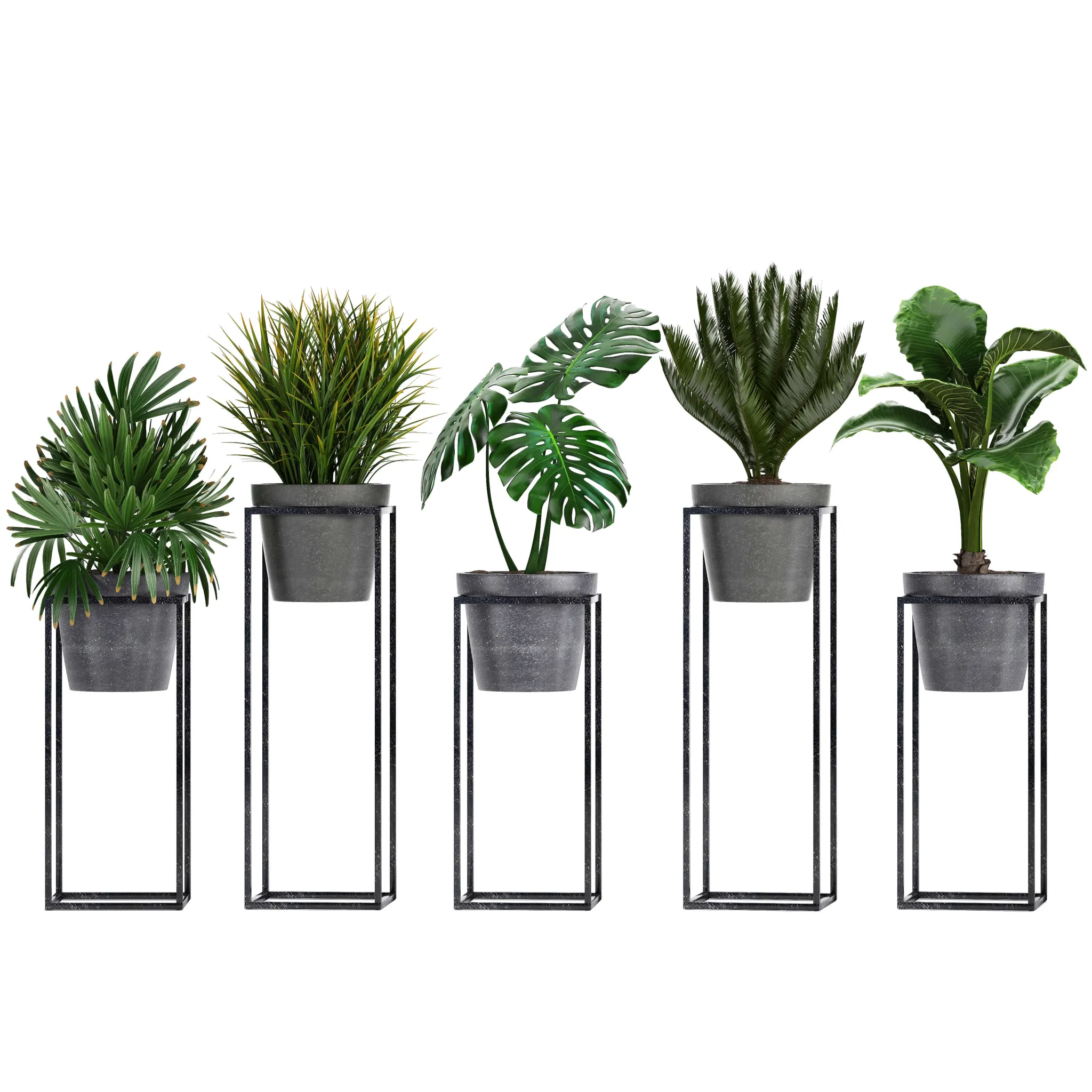 decoration – Plant collection 241 3D Model decoration – Plant collection 241 3D Model