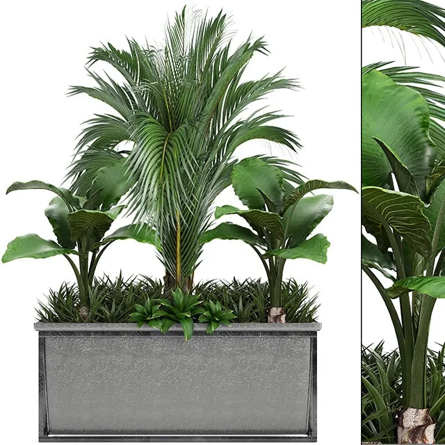 decoration – Plant collection 245 3D Model decoration – Plant collection 245 3D Model