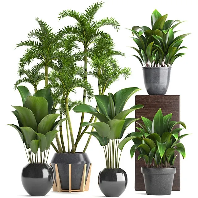 decoration – Plant collection 247 3D Model decoration – Plant collection 247 3D Model