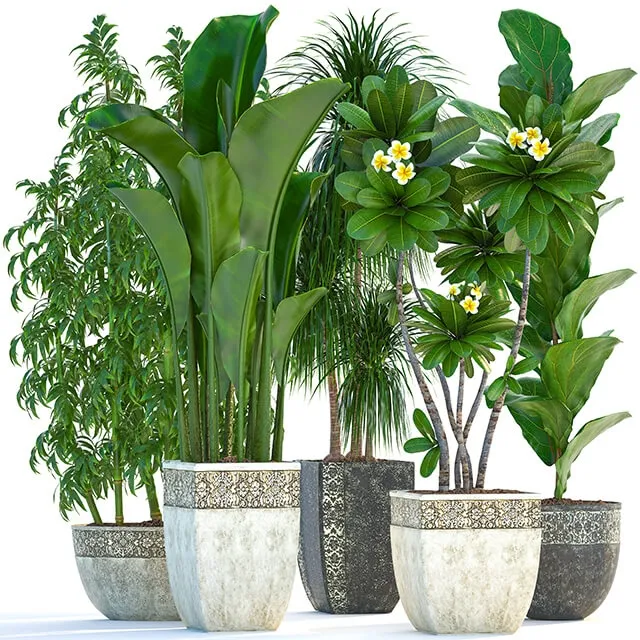 decoration – Plant collection 251 3D Model decoration – Plant collection 251 3D Model