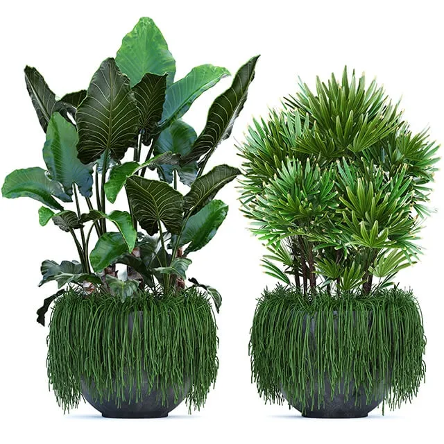 decoration – Plant collection 254 3D Model decoration – Plant collection 254 3D Model