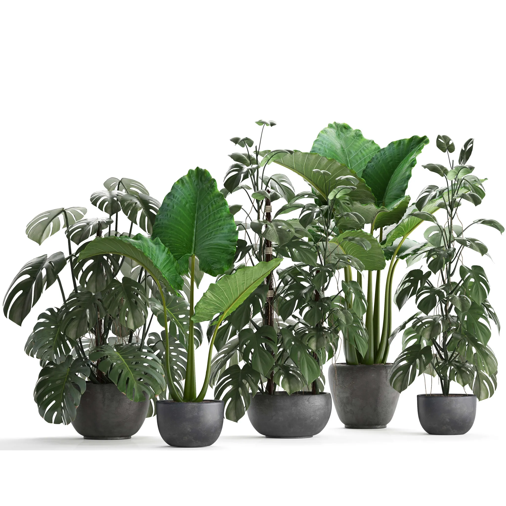 decoration – Plant collection 261 3D Model decoration – Plant collection 261 3D Model