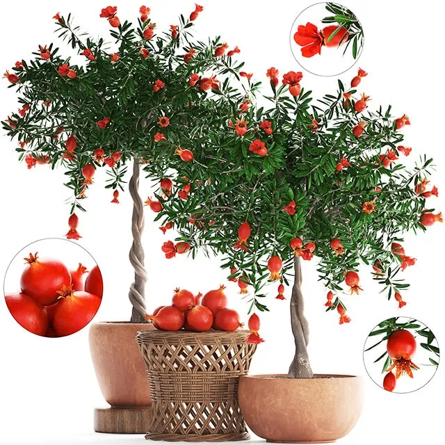 decoration – Plant Collection 264 3D Model decoration – Plant Collection 264 3D Model