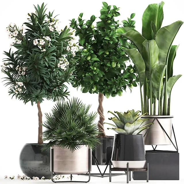 decoration – Plant collection 297 3D Model decoration – Plant collection 297 3D Model