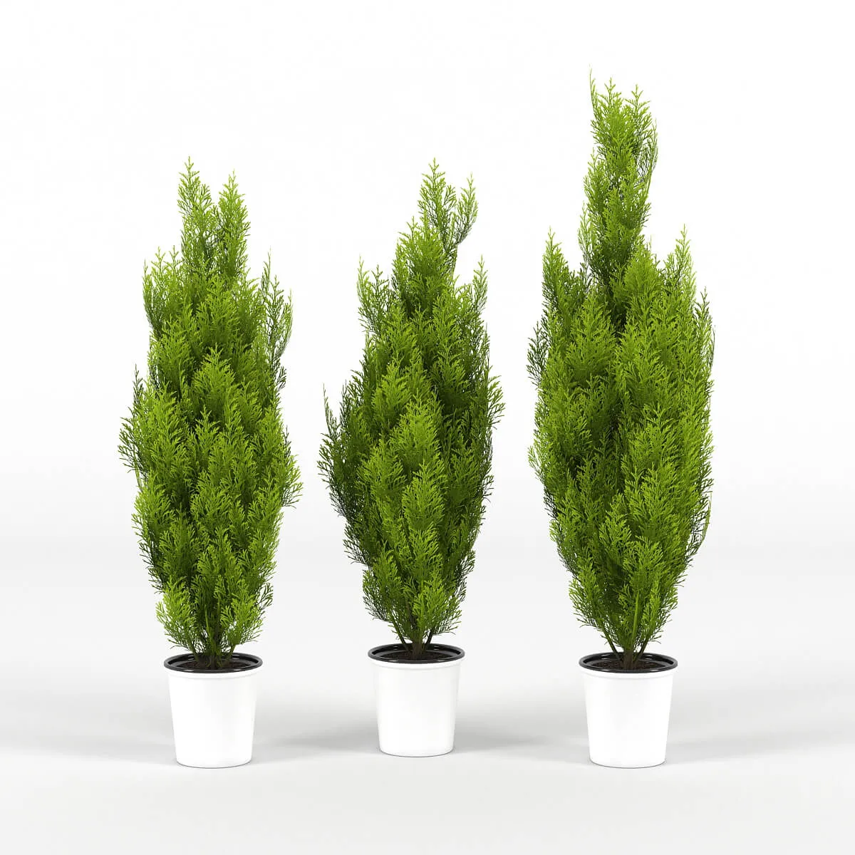 decoration – Plant Cupressus Wilma 07 3D Model