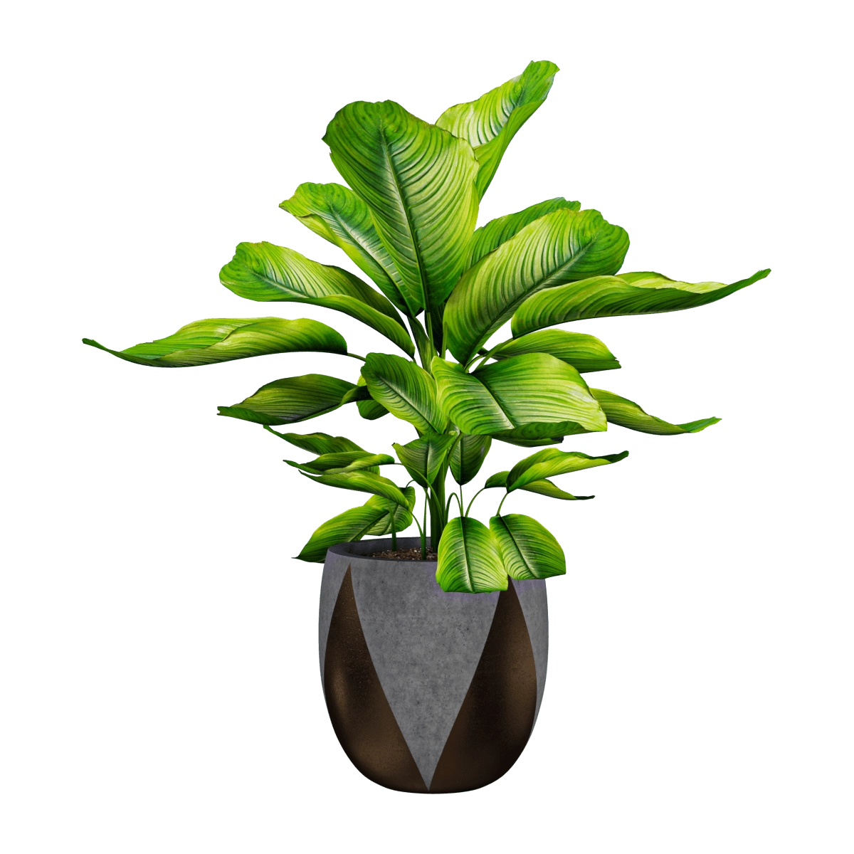 decoration – Plant Dieffenbachia 01 3D Model
