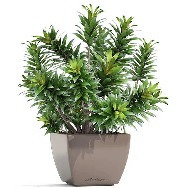 decoration – Plant dracaena 05 3D Model