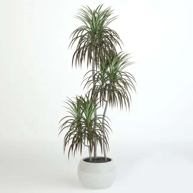 decoration – Plant dracaena 06 3D Model