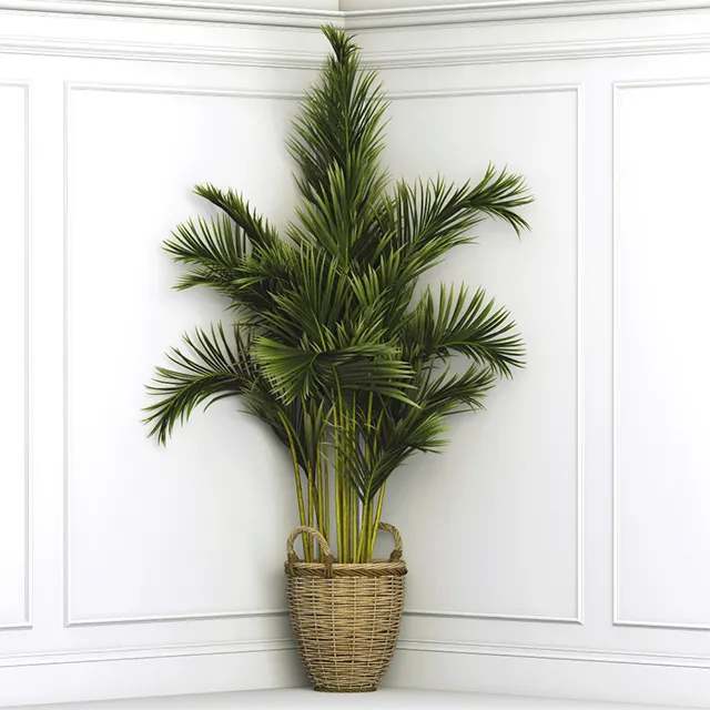 decoration – Plant Dypsis 59 3D Model