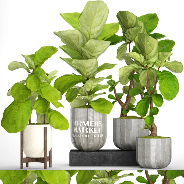 decoration – Plant ficus 01 3D Model