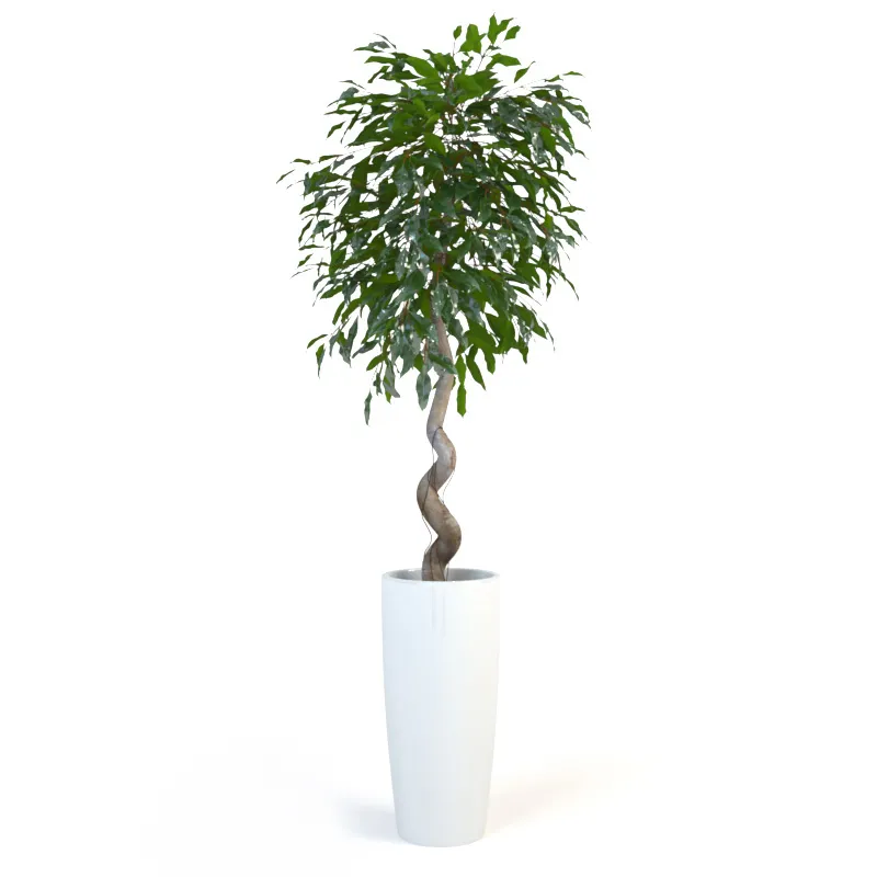 decoration – Plant ficus 02 3D Model