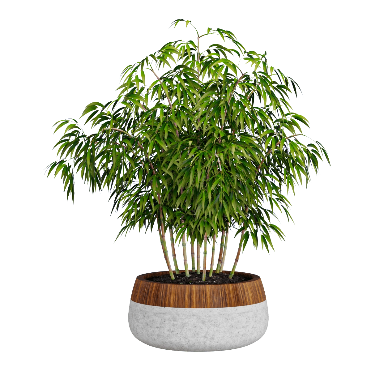 decoration – Plant ficus 3D Model